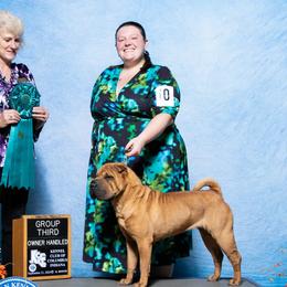 Chinese Shar-Pei from Royal Guard Shar Pei