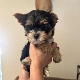 White nose male - Blue and gold male Yorkshire Terrier puppy in Milton, Florida from Sassenach Yorkie Kennels