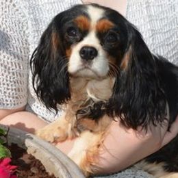 Harlee - Cavalier King Charles Spaniel