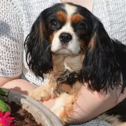 Harlee - Cavalier King Charles Spaniel