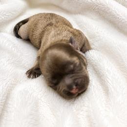 Larkin - Lilac female Shih Tzu puppy in Tallahassee, Florida from Bows and Bow Ties
