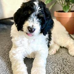 Finn - Black and white male Bernedoodle puppy in Huntsville, Alabama from Falcon Ridge Doodles