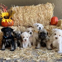 Miniature Schnauzer Puppies from Schnauzers on Robinson Lane