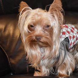 Biewer Terriers and Yorkshire Terriers from Lazyriveryorkiesllc