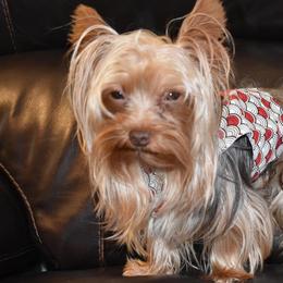 Biewer Terriers and Yorkshire Terriers from Lazyriveryorkiesllc