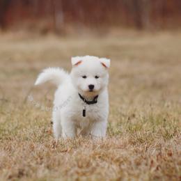 Ivan - White male Siberian Husky puppy in Lunenburg, Vermont from SNOW WOOLY HUSKY