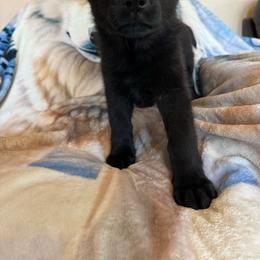 Racer - Black female German Shepherd puppy in Jennings, Kansas from Lost Creek German Shepherds LLC