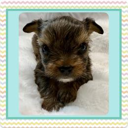 Xerxes - Parti male Yorkshire Terrier puppy in Annandale, Virginia from Artisan Yorkies LLC