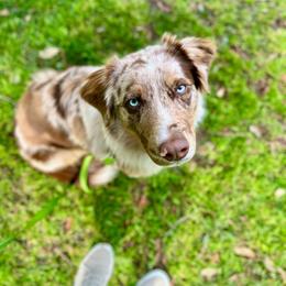 Ark (Rex) - Australian Shepherd