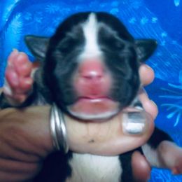 American Staffordshire Terrier Puppies from Angel Moon Terriers