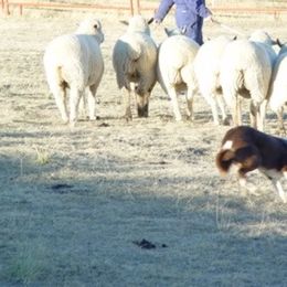 Border Collies from The Wine Glass Ranch