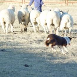 Border Collies from The Wine Glass Ranch