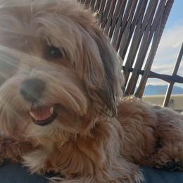Havanese from Havanese Havaton Pups