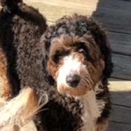 Max - Bernedoodle