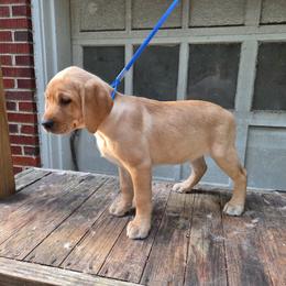 4th Pick Female - Yellow female Labrador Retriever puppy in Andrews, South Carolina from Leyland Cypress Retrievers