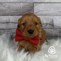 Boy 3 - male Goldendoodle puppy in Utah County, Utah from Big Hearted Breeders