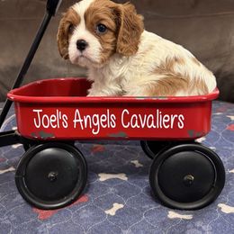 Timmy - Blenheim male Cavalier King Charles Spaniel puppy in Poyen, Arkansas from Joels Angels Cavaliers