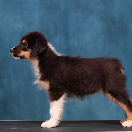 Australian Shepherd Puppies from Sakari Australian Shepherds