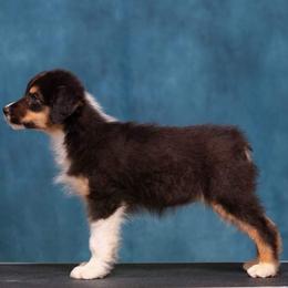 Australian Shepherd Puppies from Sakari Australian Shepherds
