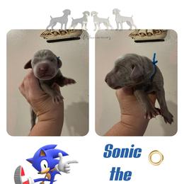 SONIC THE HEDGEHOG - Silver gray male Weimaraner puppy in Ferrum, Virginia from LAAT Weims