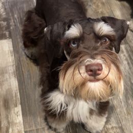 Gizmo - Miniature Schnauzer