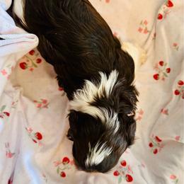 Enzo - Chocolate male Havanese puppy in Hawthorne, Florida from Havanese Acres
