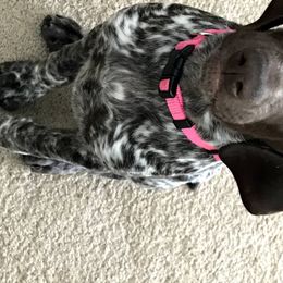 German Shorthaired Pointer Puppies from Blue Hill Gun Dogs
