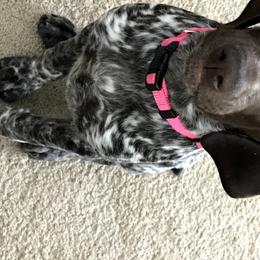 German Shorthaired Pointer Puppies from Blue Hill Gun Dogs