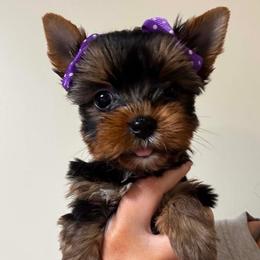 Molly - Black and tan female Yorkshire Terrier puppy in Georgia from Nalley Kennels