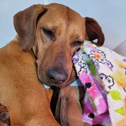 Rhodesian Ridgeback Puppies from Monarch Rhodesian Ridgebacks