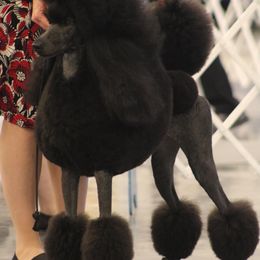 Raven - Poodle