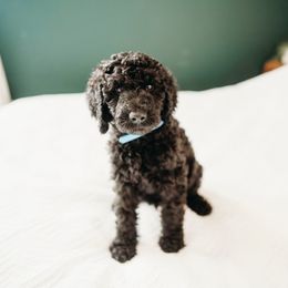 Glenn - Black male Labradoodle puppy in Orange, Virginia from Hillcrest Labradoodles