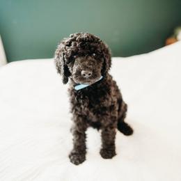 Glenn - Black male Labradoodle puppy in Orange, Virginia from Hillcrest Labradoodles