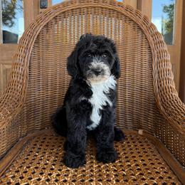 Latte - Black and white male Bernedoodle puppy in Yuba City, California from Ranch House Doodles