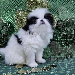 Q - Black tan and white male Japanese Chin puppy in Johnson City, Tennessee from Erin & Friends Japanese Chin