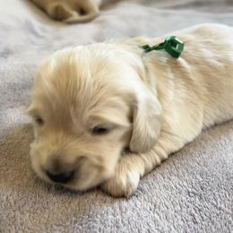 Dachshund Puppies from Dackel Land Dachshunds