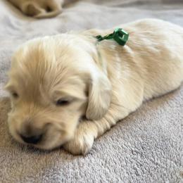 Dachshund Puppies from Dackel Land Dachshunds