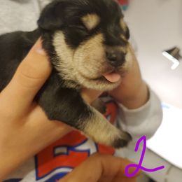 Miniature Schnauzer Puppies from Craft-ed Schnauzers