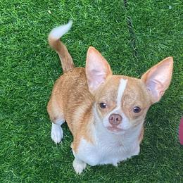 Daisy - Chihuahua