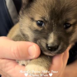 WINNIE WREN - Red female Shiba Inu puppy in Derby, Kansas from Heart’s Desire Shiba Inus