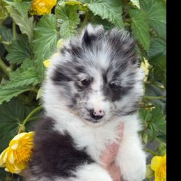 Billy - Blue merle and white male Shetland Sheepdog puppy in Redwood Falls, Minnesota from Weis Shelties