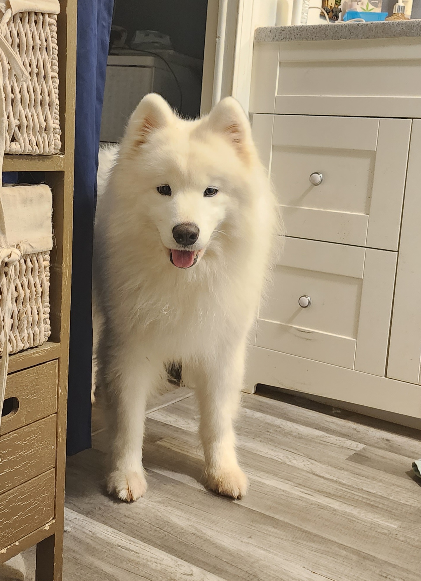 Keeki - Samoyed