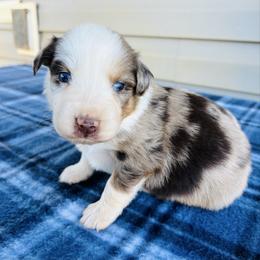 Max - Red merle male Australian Shepherd puppy in Charlotte, North Carolina from Awesome Aussies