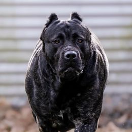 Stella - Cane Corso
