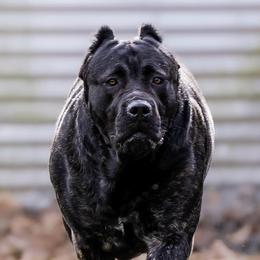 Stella - Cane Corso