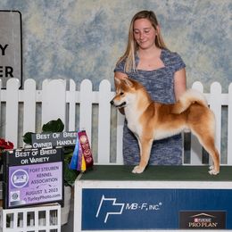 Shiba Inu from Sapphire Shiba Inu