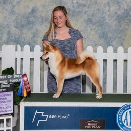 Shiba Inu from Sapphire Shiba Inu