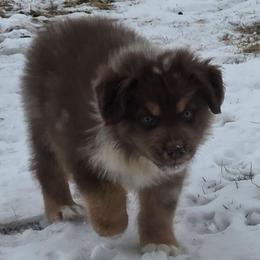 Cimarron - Red merle male Australian Shepherd puppy in Solon, Maine from Mountain Range Australian Shepherds