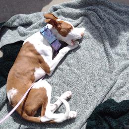 Ibizan Hound Puppies from AirO'Doe Ibizans