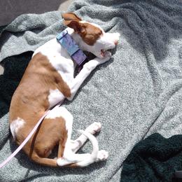 Ibizan Hound Puppies from AirO'Doe Ibizans